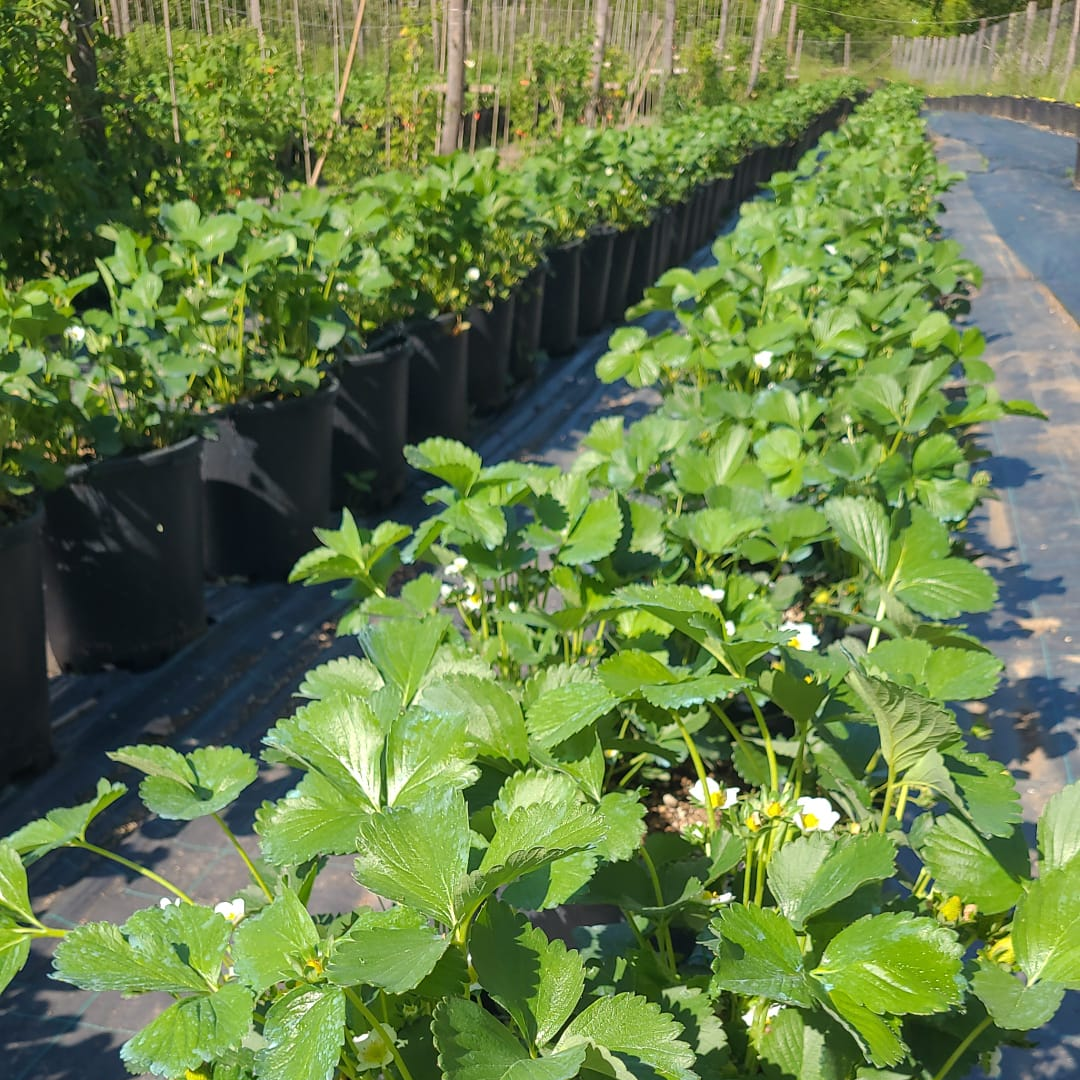 Agri Lab